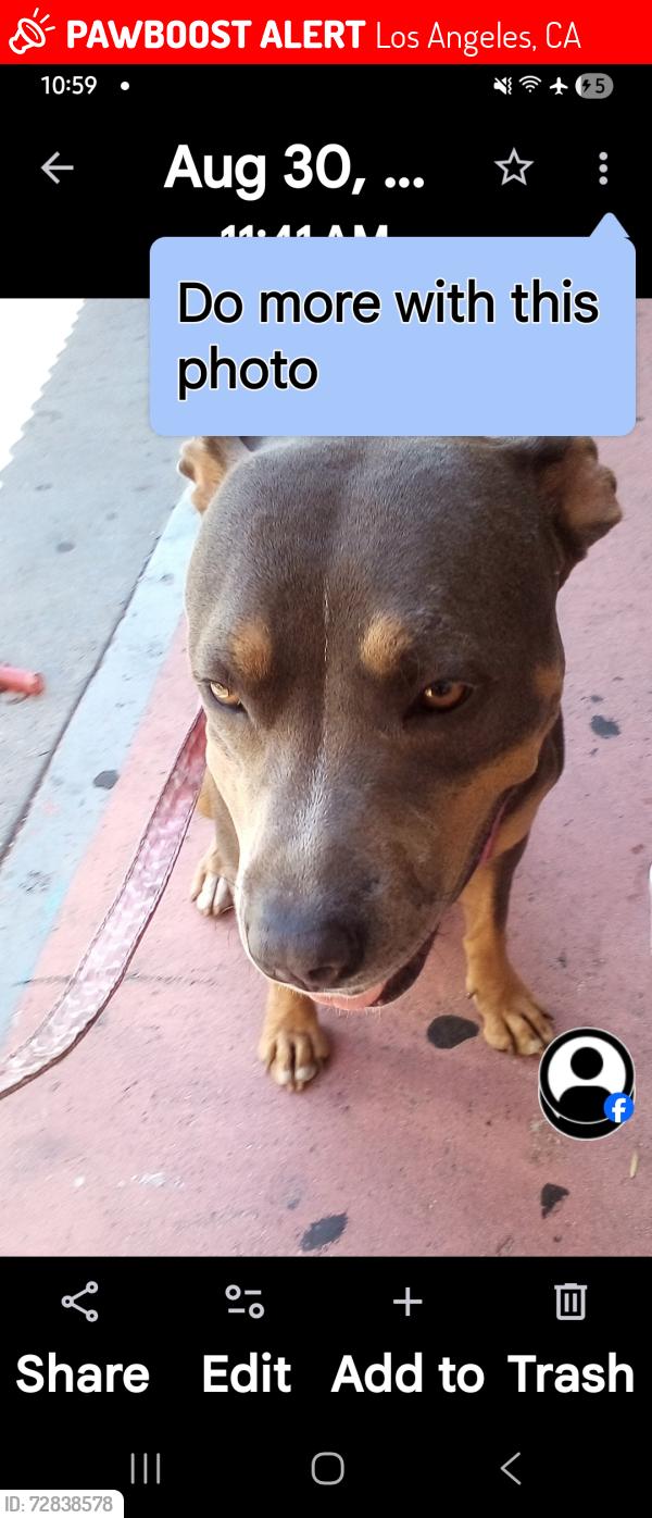 Lost Female Dog last seen Near pl and griffith , Los Angeles, CA 90021