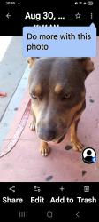 Lost Female Dog last seen Near pl and griffith , Los Angeles, CA 90021