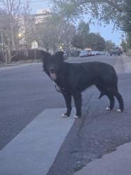 Found/Stray Female Dog last seen 19th Ave and spruce street, Denver, CO 80220