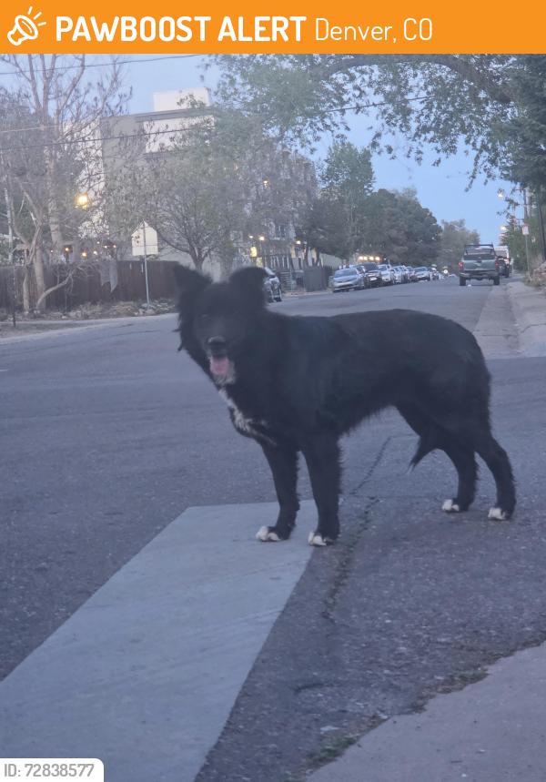 Found/Stray Female Dog last seen 19th Ave and spruce street, Denver, CO 80220