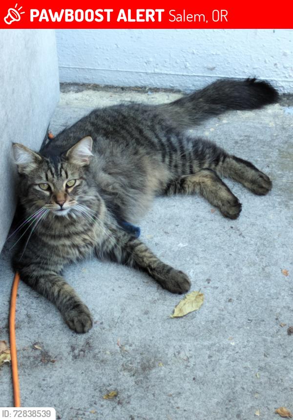 Lost Male Cat last seen Royal Estates Mobile Home Park: Broadmore & State Street, Salem, OR 97301
