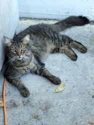 Lost Male Cat last seen Royal Estates Mobile Home Park:  Broadmore &  State Street , Salem, OR 97301