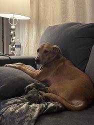 Lost Male Cat last seen Cottage hill and sage , Mobile, AL 36606