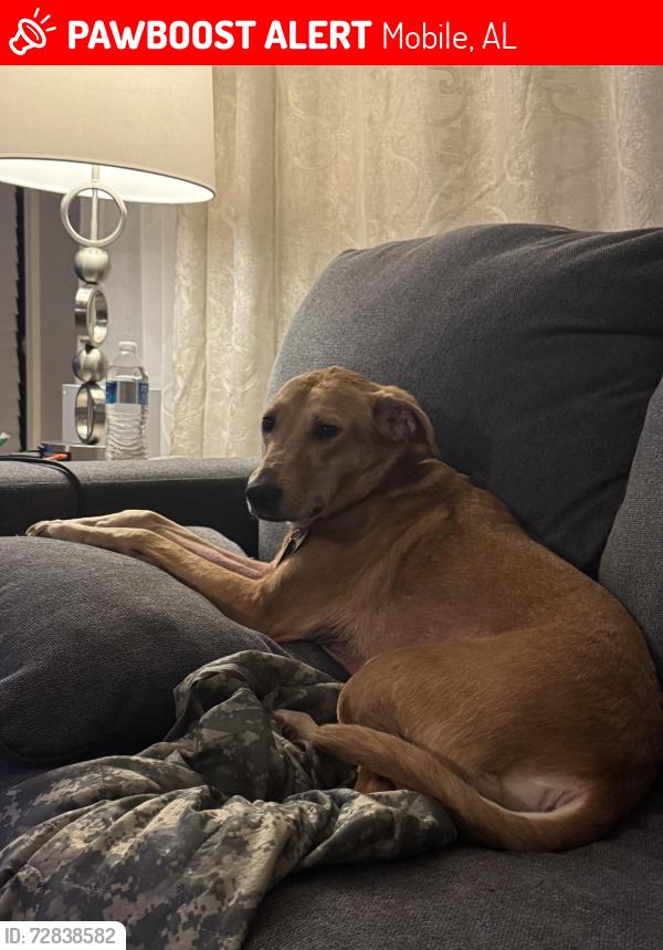 Lost Male Cat last seen Cottage hill and sage , Mobile, AL 36606