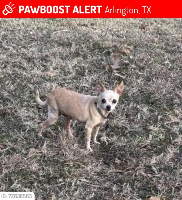 Lost Male Dog last seen Allen , timber view , Arlington, TX 76014