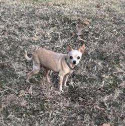 Lost Male Dog last seen Allen , timber view , Arlington, TX 76014