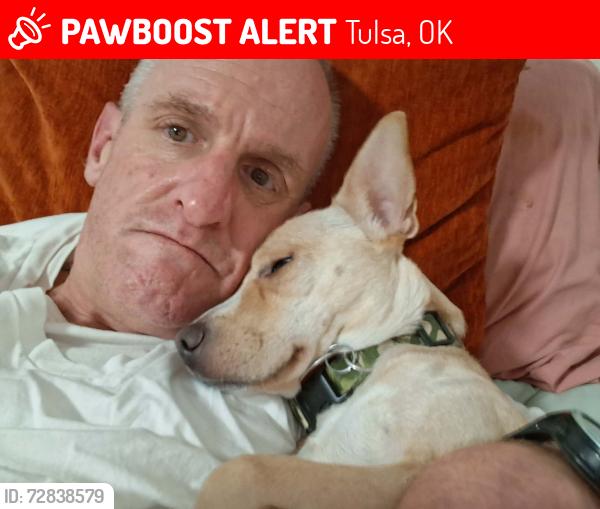Lost Female Dog last seen Near st and Sheridan Tulsa ok, Tulsa, OK 74112