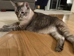 Lost Female Cat last seen 213th pl SE sammamish , Sammamish, WA 98075