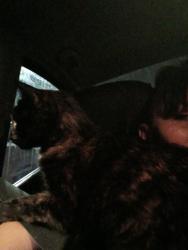 Lost Female Cat last seen 7000s redwood rd , West Jordan, UT 84084