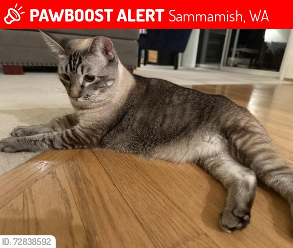 Lost Female Cat last seen 213th pl SE sammamish , Sammamish, WA 98075