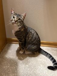 Found/Stray Female Cat last seen 121st & underwood parkway , Wauwatosa, WI 53226