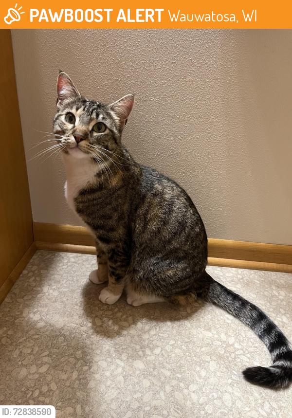 Found/Stray Female Cat last seen 121st & underwood parkway , Wauwatosa, WI 53226