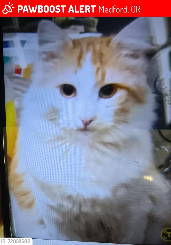 Lost Male Cat last seen Harry and David, North and South  . Maslow Project and plasma centerFred meyers, Medford, OR 97504