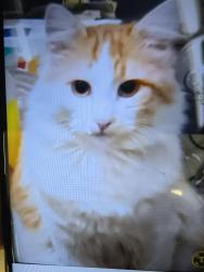 Lost Male Cat last seen Harry and David, North and South  . Maslow Project and plasma centerFred meyers, Medford, OR 97504