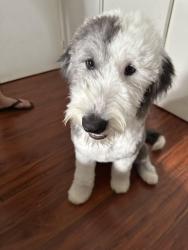 Lost Female Dog last seen Lemon and la puente rd , Walnut, CA 91789