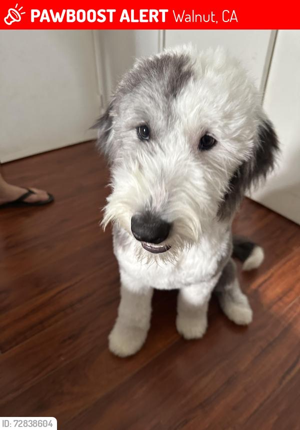 Lost Female Dog last seen Lemon and la puente rd , Walnut, CA 91789