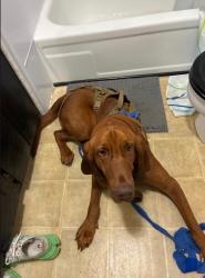 Lost Male Dog last seen Morton Avenue, Nashville, TN 37211