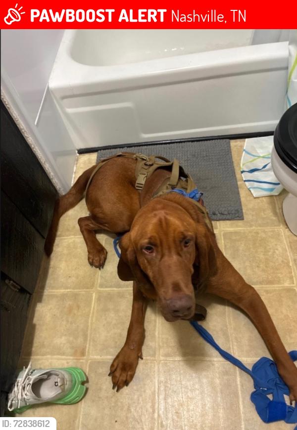 Lost Male Dog last seen Morton Avenue, Nashville, TN 37211
