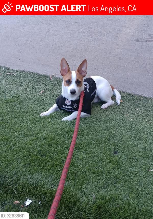 Lost Male Dog last seen ON  WESTLAKE AVE, BETWEEN 3RD AND 6TH ST., Belle, MO 65013