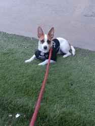 Lost Male Dog last seen ON  WESTLAKE AVE, BETWEEN 3RD AND 6TH ST., Belle, MO 65013