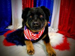 Lost Male Dog last seen Darlington road and n heaston road, El Reno, OK 73022