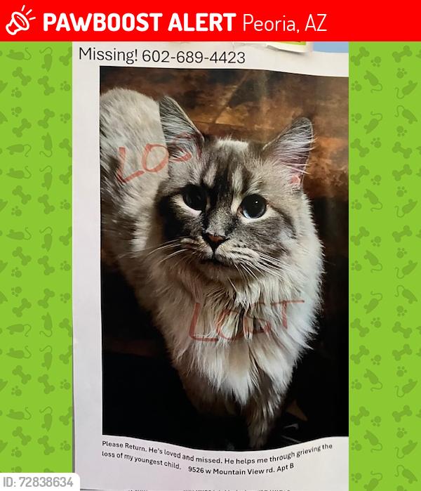 Lost Male Cat last seen Olive and N 95th Ave., Peoria, AZ 85345