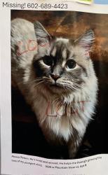 Lost Male Cat last seen Olive and N 95th Ave., Peoria, AZ 85345