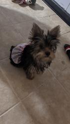 Reunited Female Dog last seen Near Robin ln by Ranum, Denver, CO 80221