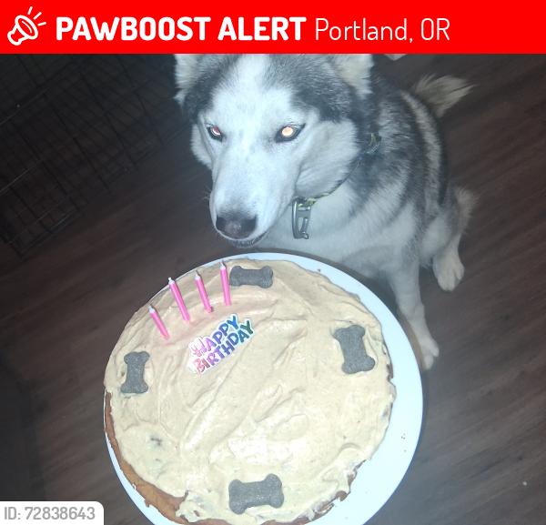 Lost Female Dog last seen N. Tillamook and n. Broadway , Portland, OR 97227