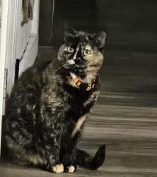 Lost Female Cat last seen Near S addison way , Aurora, CO 80016