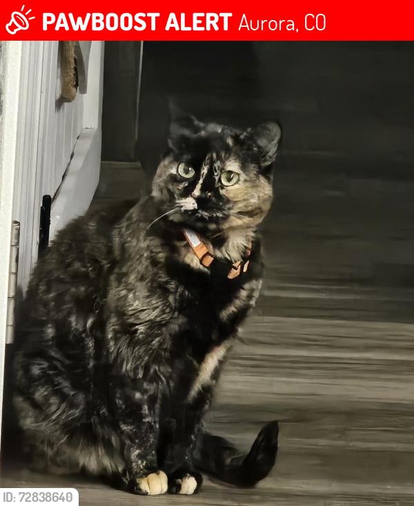 Lost Female Cat last seen Near S addison way, Aurora, CO 80016