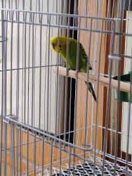 Lost Male Bird last seen Near and humble Westfield , Houston, TX 77073