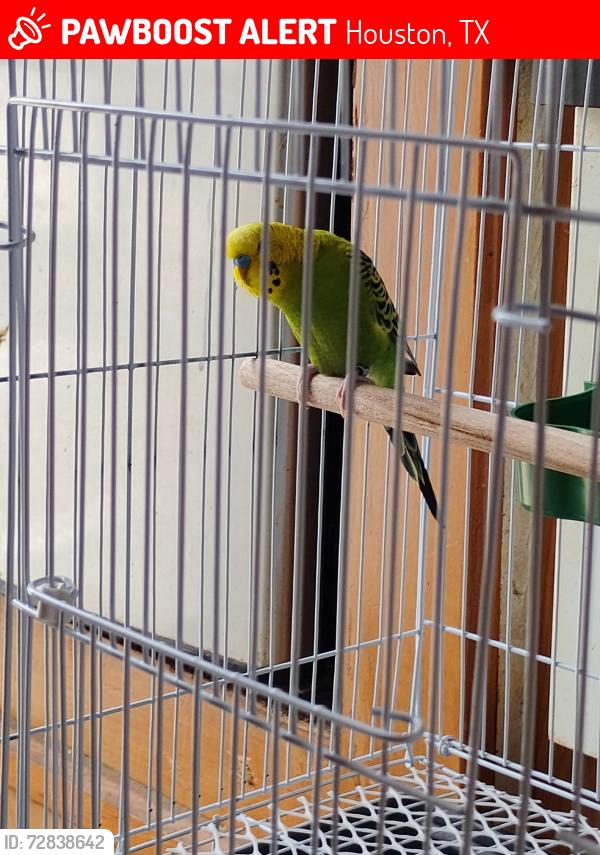 Lost Male Bird last seen Near and humble Westfield , Houston, TX 77073