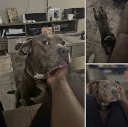 Lost Male Dog last seen Lamar and Collins , Arlington, TX 76011