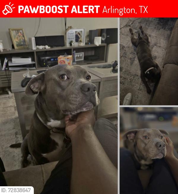 Lost Male Dog last seen Lamar and Collins , Arlington, TX 76011