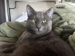 Lost Male Cat last seen Clara Lee Ave and Greenbrier , San Diego, CA 92120