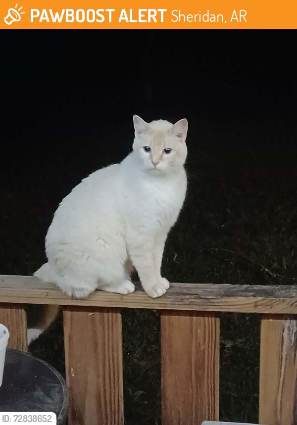 Found/Stray Unknown Cat last seen Near hwy 270 East sheridan Ar 72150, Sheridan, AR 72150