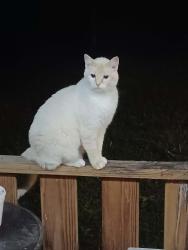 Found/Stray Unknown Cat last seen Near hwy 270 East sheridan Ar 72150, Sheridan, AR 72150