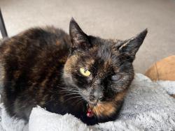 Lost Female Cat last seen The chase Markfield , Leicestershire, England LE67 9XF
