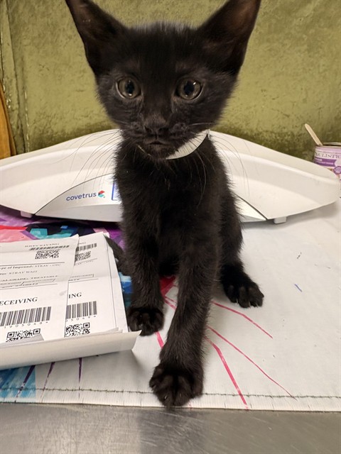 Shelter Stray Female Cat last seen MONROE ST, RIVERSIDE, CA 92503, Jurupa Valley, CA 92509