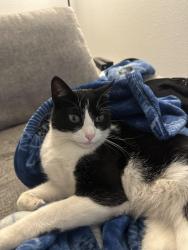 Lost Male Cat last seen Gibson and Broadway, Albuquerque, NM 87102