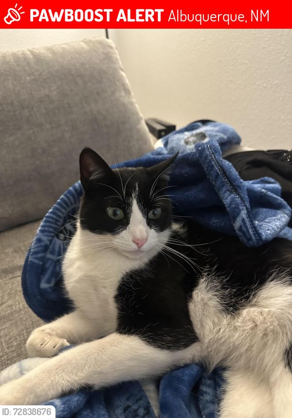 Lost Male Cat last seen Gibson and Broadway, Albuquerque, NM 87102