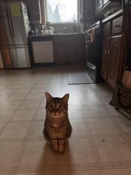 Lost Male Cat last seen watt street , Winnipeg, MB R2L 1S7