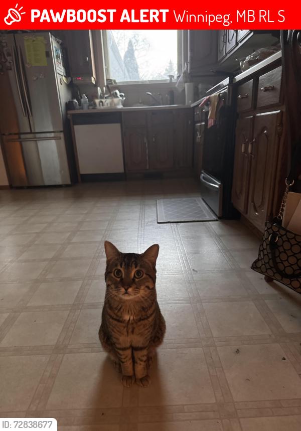 Lost Male Cat last seen watt street , Winnipeg, MB R2L 1S7