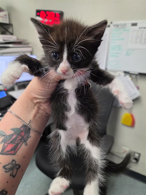Shelter Stray Female Cat last seen , Bakersfield, CA 93307