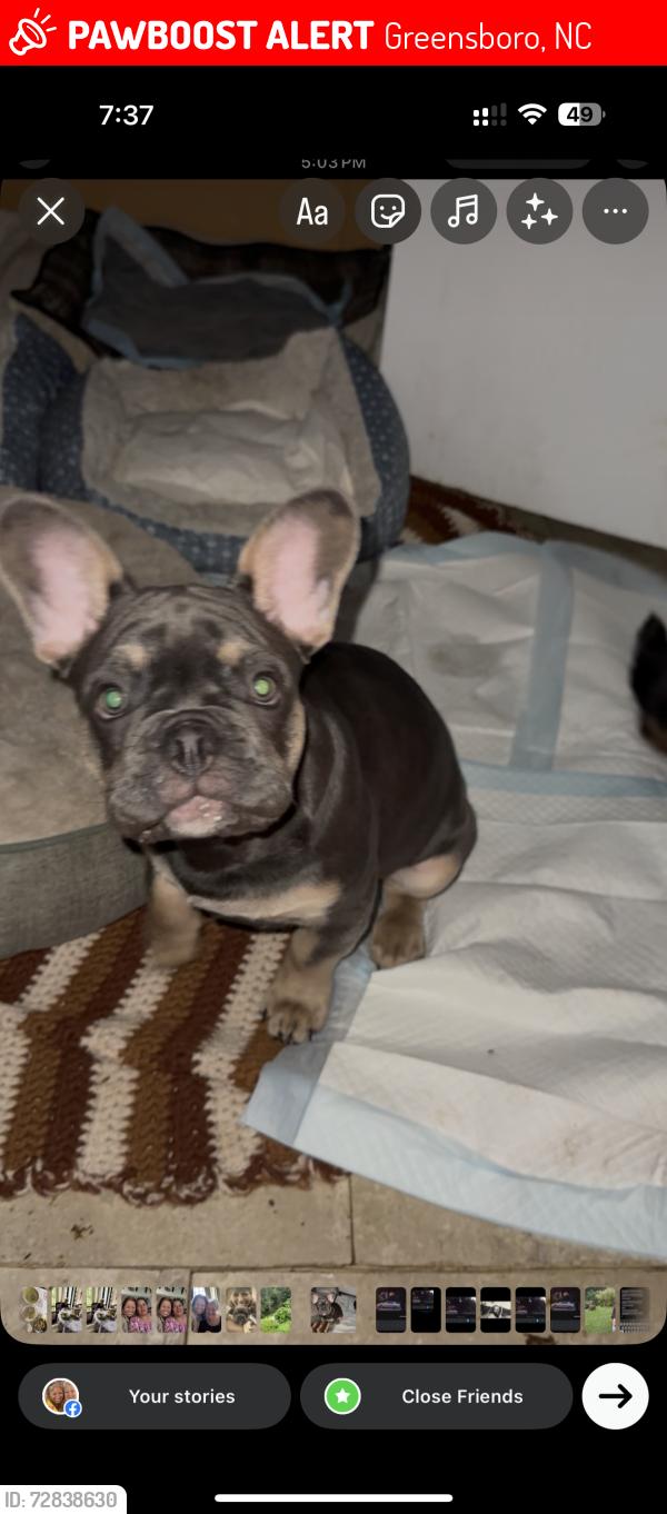 Lost Male Dog last seen Is in Greensboro West  Cone , Greensboro, NC 27405
