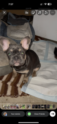 Lost Male Dog last seen Is in Greensboro West  Cone , Greensboro, NC 27405