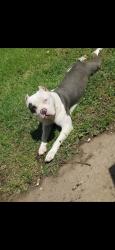 Lost Male Dog last seen 44th and Shields , Oklahoma City, OK 73129