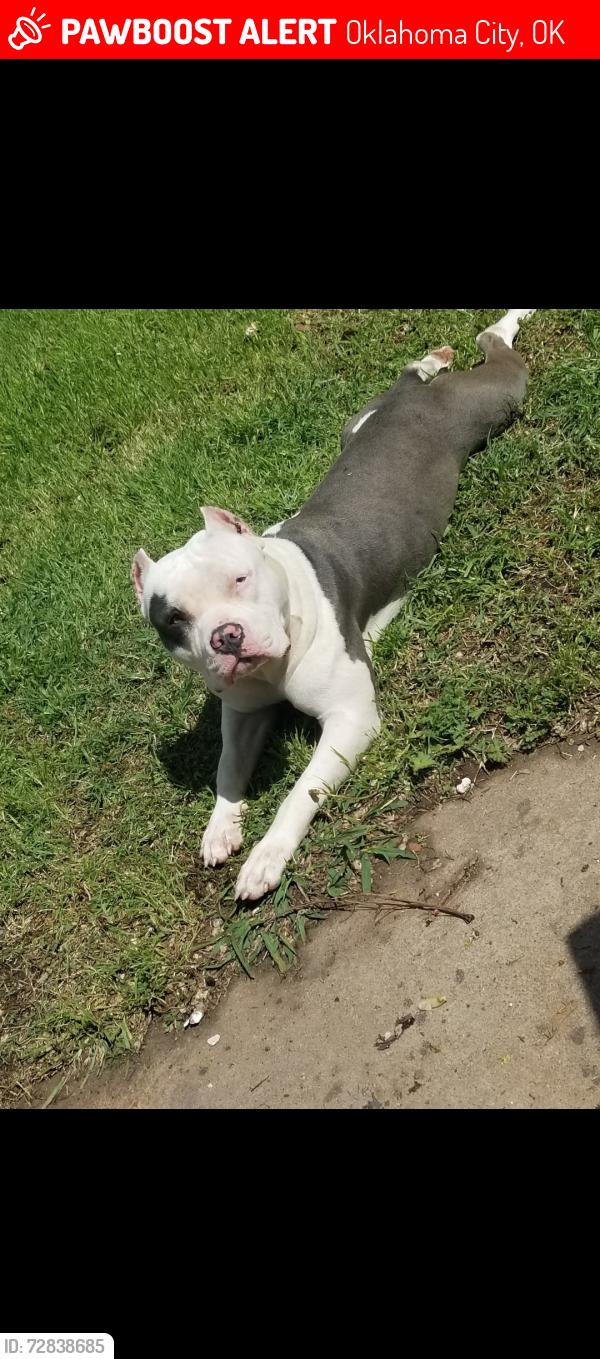 Lost Male Dog last seen 44th and Shields , Oklahoma City, OK 73129