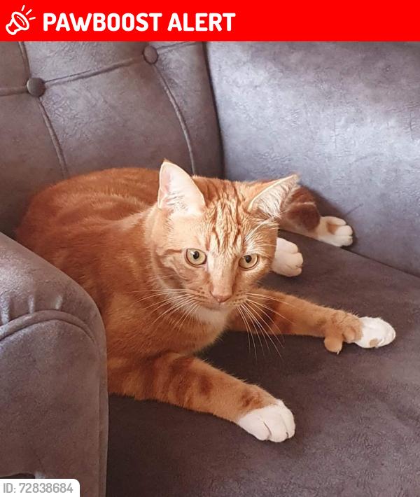 Lost Male Cat last seen Ploverdale Crescent Kingswinford DY6, West Midlands, England DY6